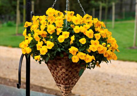 Photos von Blumenvarianten benutzt als: Topf und Beet Viola cornuta Freefall Golden Yellow