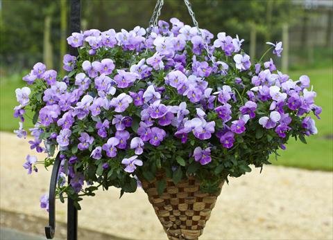 Photos von Blumenvarianten benutzt als: Topf und Beet Viola cornuta Freefall Lavender