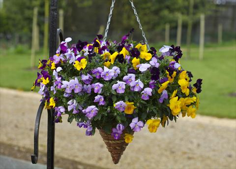 Photos von Blumenvarianten benutzt als: Topf und Beet Viola cornuta Freefall Mixed