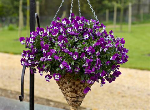 Photos von Blumenvarianten benutzt als: Topf und Beet Viola cornuta Freefall Purple White Face