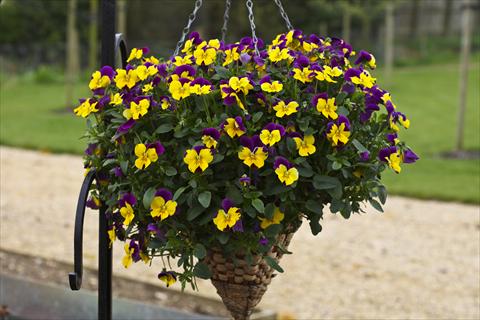 Photos von Blumenvarianten benutzt als: Topf und Beet Viola cornuta Freefall Purple Wing