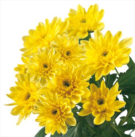Photos von Blumenvarianten benutzt als: Schnittblume Chrysanthemum Baltica Yellow