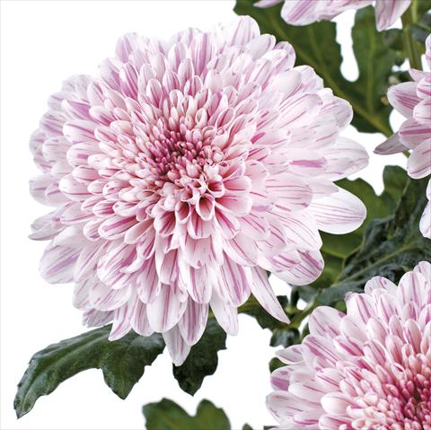 Photos von Blumenvarianten benutzt als: Schnittblume Chrysanthemum Bombini