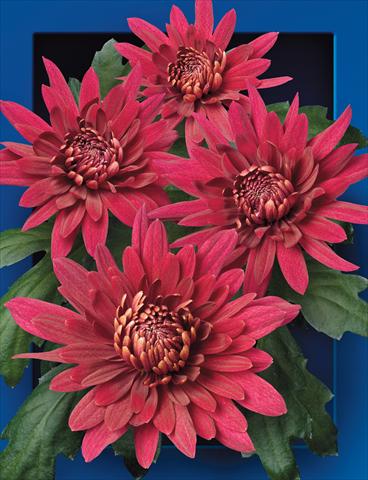Photos von Blumenvarianten benutzt als: Schnittblume Chrysanthemum Manya