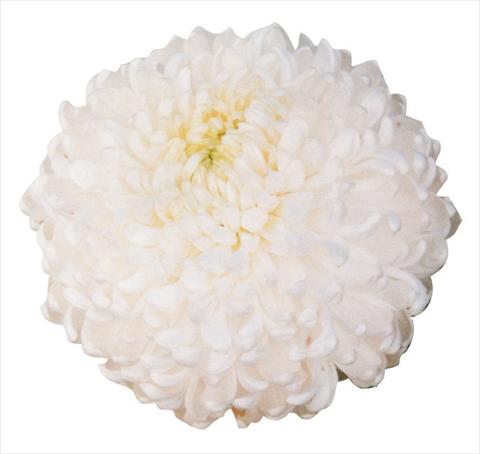 Photos von Blumenvarianten benutzt als: Schnittblume Chrysanthemum Palisade