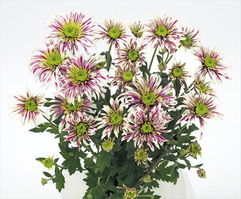 Photos von Blumenvarianten benutzt als: Schnittblume Chrysanthemum Saba