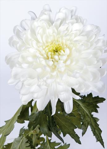Photos von Blumenvarianten benutzt als: Schnittblume Chrysanthemum Salvador