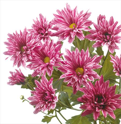 Photos von Blumenvarianten benutzt als: Schnittblume Chrysanthemum Stellini