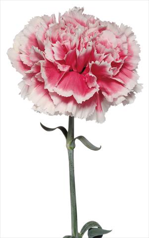Photos von Blumenvarianten benutzt als: Schnittblume Dianthus caryophyllus Buffalmacco