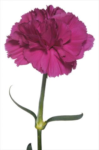 Photos von Blumenvarianten benutzt als: Schnittblume Dianthus caryophyllus Ghirlandaio