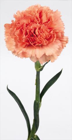 Photos von Blumenvarianten benutzt als: Schnittblume Dianthus caryophyllus Lippi arancio puro