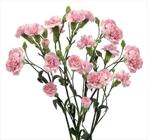 Photos von Blumenvarianten benutzt als: Schnittblume Dianthus caryophyllus Mino