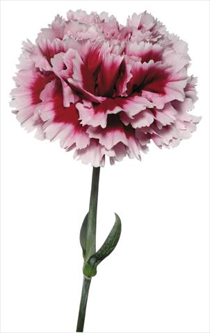 Photos von Blumenvarianten benutzt als: Schnittblume Dianthus caryophyllus Parmigianino