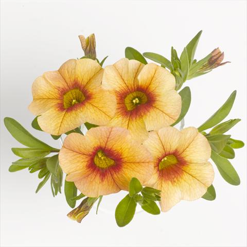 Photos von Blumenvarianten benutzt als: Ampel/Topf Calibrachoa RED FOX Aloha® Tiki Orange