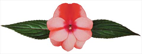 Photos von Blumenvarianten benutzt als: Topf, Beet, Terrasse, Ampel Impatiens N. Guinea Galaxy® Flamma