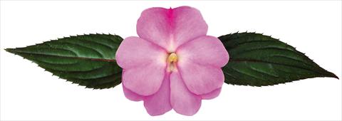 Photos von Blumenvarianten benutzt als: Topf, Beet, Terrasse, Ampel Impatiens N. Guinea Galaxy® Floris