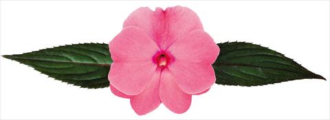 Photos von Blumenvarianten benutzt als: Topf, Beet, Terrasse, Ampel Impatiens N. Guinea Galaxy® Geus