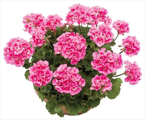 Photos von Blumenvarianten benutzt als: Topf, Beet, Terrasse Pelargonium zonale OpenEyes Deep Pink Dark Eye