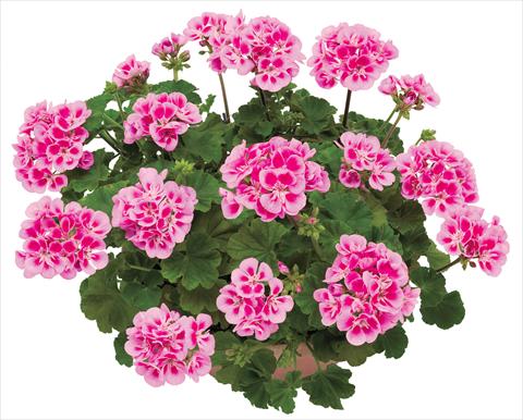 Photos von Blumenvarianten benutzt als: Topf, Beet, Terrasse Pelargonium zonale OpenEyes Deep Pink Red Eye