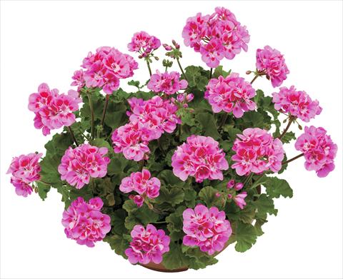 Photos von Blumenvarianten benutzt als: Topf, Beet, Terrasse Pelargonium zonale OpenEyes Lilac Eye
