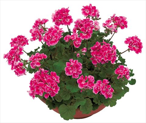 Photos von Blumenvarianten benutzt als: Topf, Beet, Terrasse Pelargonium zonale OpenEyes Pink Fuxia