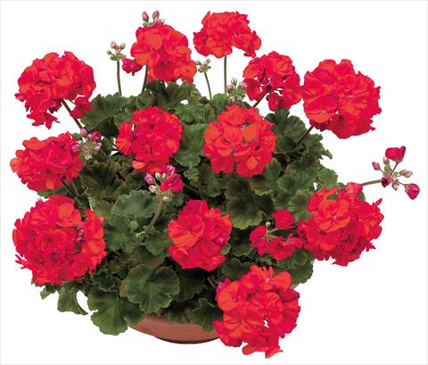 Photos von Blumenvarianten benutzt als: Topf, Beet, Terrasse Pelargonium zonale OpenEyes Red