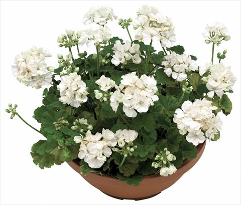 Photos von Blumenvarianten benutzt als: Topf, Beet, Terrasse Pelargonium zonale OpenEyes White