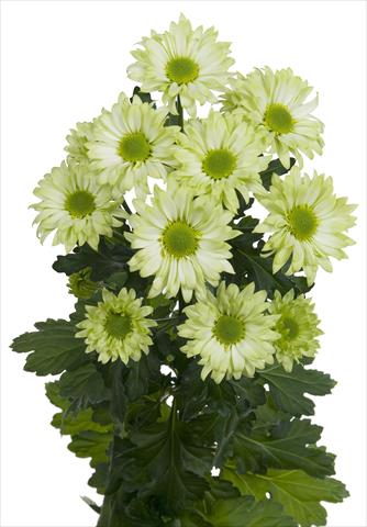 Photos von Blumenvarianten benutzt als: Schnittblume Chrysanthemum Green Spirit