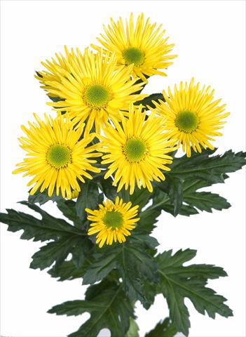 Photos von Blumenvarianten benutzt als: Schnittblume Chrysanthemum Korona
