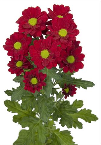 Photos von Blumenvarianten benutzt als: Schnittblume Chrysanthemum Redstart