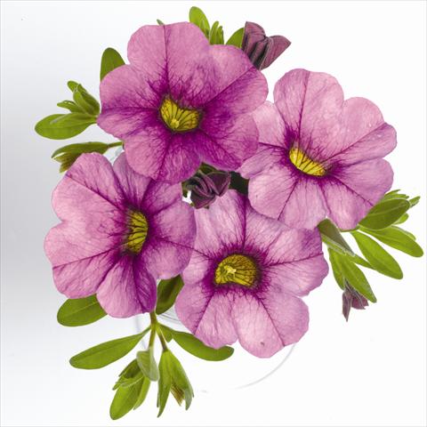 Photos von Blumenvarianten benutzt als: Ampel/Topf Calibrachoa RED FOX Aloha® Purple Sky