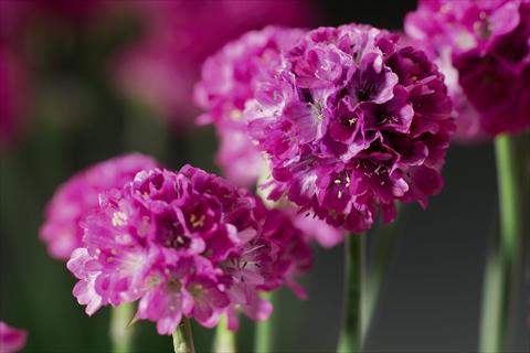 Photos von Blumenvarianten benutzt als: Beet- / Rabattenpflanze Armeria maritima Armada™ Rose