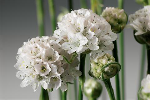 Photos von Blumenvarianten benutzt als: Beet- / Rabattenpflanze Armeria maritima Armada™ White