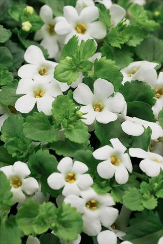 Photos von Blumenvarianten benutzt als: Topf, Terrasse, Ampel. Bacopa (Sutera cordata) Cabana® Hot White