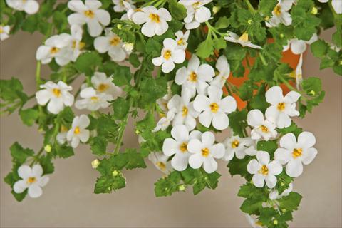 Photos von Blumenvarianten benutzt als: Topf, Terrasse, Ampel. Bacopa (Sutera cordata) Cabana® White XL