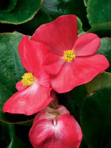 Photos von Blumenvarianten benutzt als: Topf und Beet Begonia semperflorens Volumia F1 Scarlet