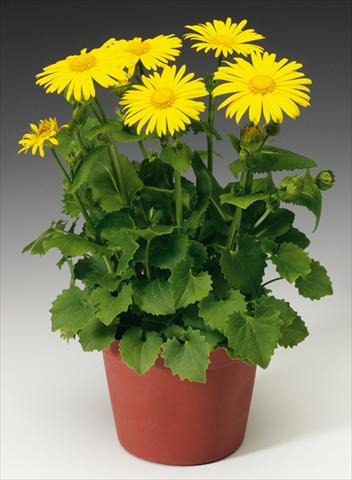 Photos von Blumenvarianten benutzt als: Beet- / Rabattenpflanze Doronicum orientale Leonardo™
