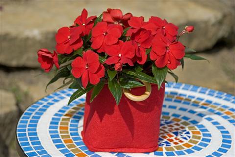 Photos von Blumenvarianten benutzt als: Topf, Beet, Terrasse, Ampel Impatiens N. Guinea Sonic® Deep Red