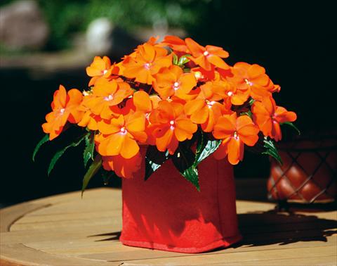 Photos von Blumenvarianten benutzt als: Topf, Beet, Terrasse, Ampel Impatiens N. Guinea Sonic® Orange Improved