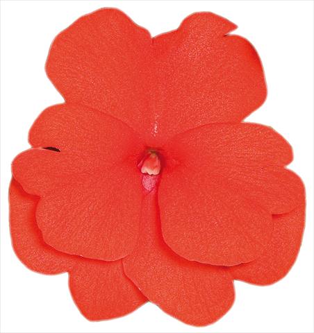 Photos von Blumenvarianten benutzt als: Topf, Beet, Terrasse, Ampel Impatiens N. Guinea Sonic® Scarlet