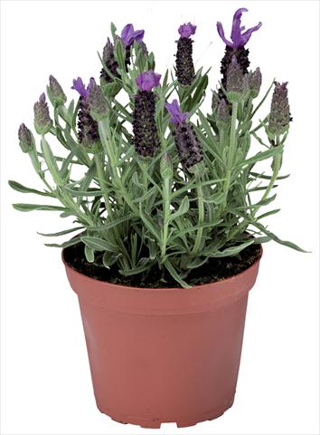Photos von Blumenvarianten benutzt als: Topf und Beet Lavandula stoechas Javelin™ Compact Blue