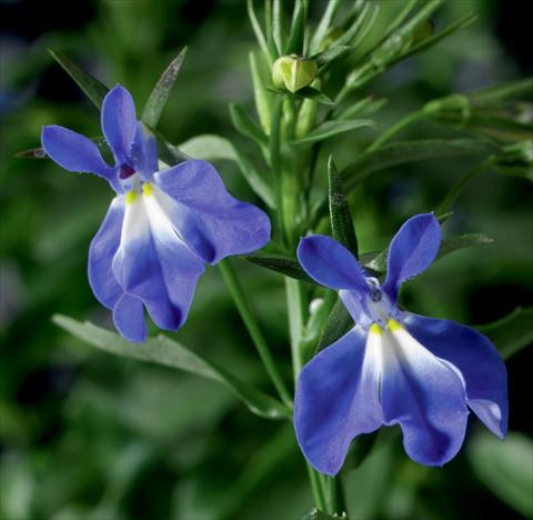 Photos von Blumenvarianten benutzt als: Topf, Beet, Terrasse, Ampel Lobelia erinus Laguna® Compact Blue With Eye