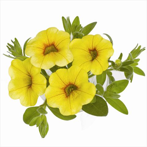 Photos von Blumenvarianten benutzt als: Ampel/Topf Calibrachoa RED FOX Aloha® Yellow