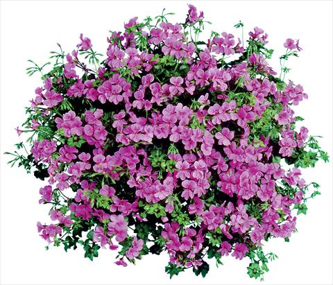 Photos von Blumenvarianten benutzt als: Topf, Terrasse, Ampel. Pelargonium peltatum Blizzard Blue