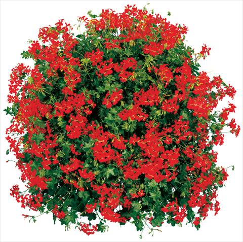 Photos von Blumenvarianten benutzt als: Topf, Terrasse, Ampel. Pelargonium peltatum Cascade® Feuer