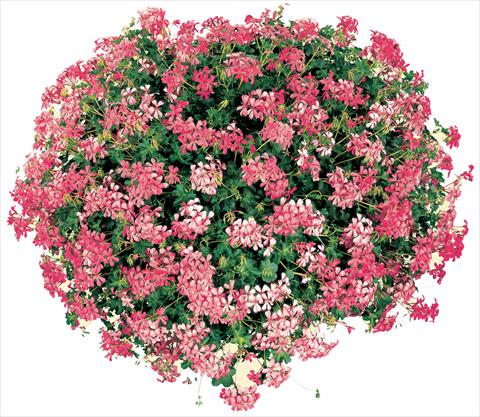 Photos von Blumenvarianten benutzt als: Topf, Terrasse, Ampel. Pelargonium peltatum Cascade® Sofie