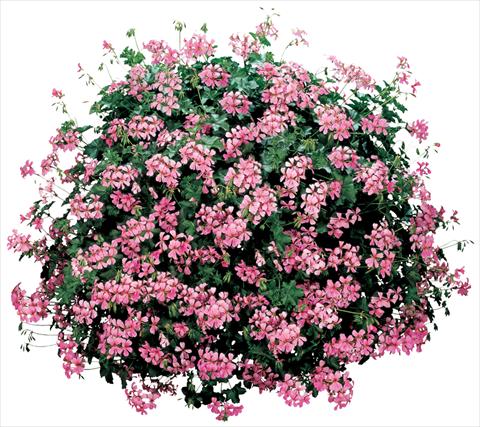 Photos von Blumenvarianten benutzt als: Topf, Terrasse, Ampel. Pelargonium peltatum Cascade® Ville De Paris
