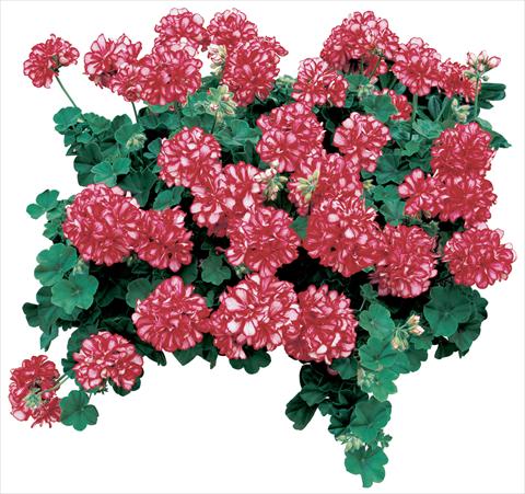 Photos von Blumenvarianten benutzt als: Topf, Terrasse, Ampel. Pelargonium peltatum Corriente Arctic Red
