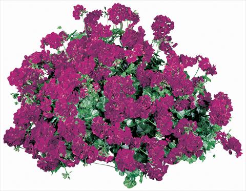 Photos von Blumenvarianten benutzt als: Topf, Terrasse, Ampel. Pelargonium peltatum Corriente Lulu