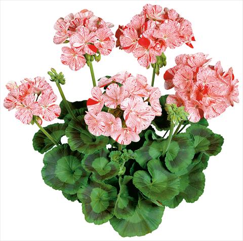 Photos von Blumenvarianten benutzt als: Topf, Beet, Terrasse Pelargonium zonale Avenida® Mosaic Red